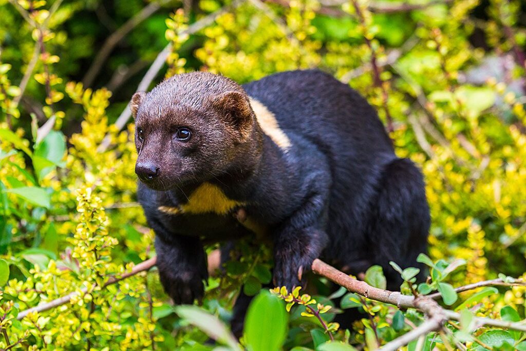 Tayra-costa-rica-tierra-madre-energies-services-france-haute-savoie