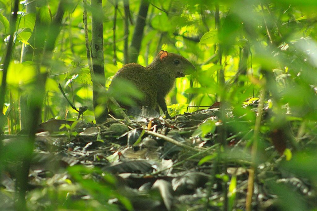 agoutis-costa-rica-tierra-madre-energies-services-france-haute-savoie