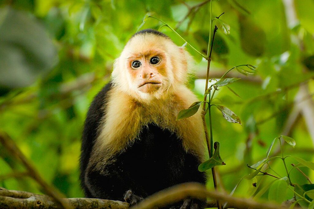 capucin-costa-rica-tierra-madre-energies-services-france-haute-savoie