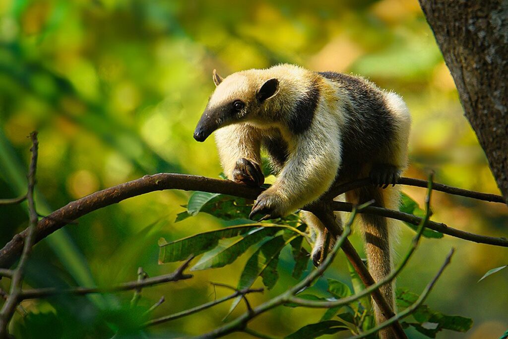 fourmilier-tamandua-costa-rica-tierra-madre-energies-services-france-haute-savoie