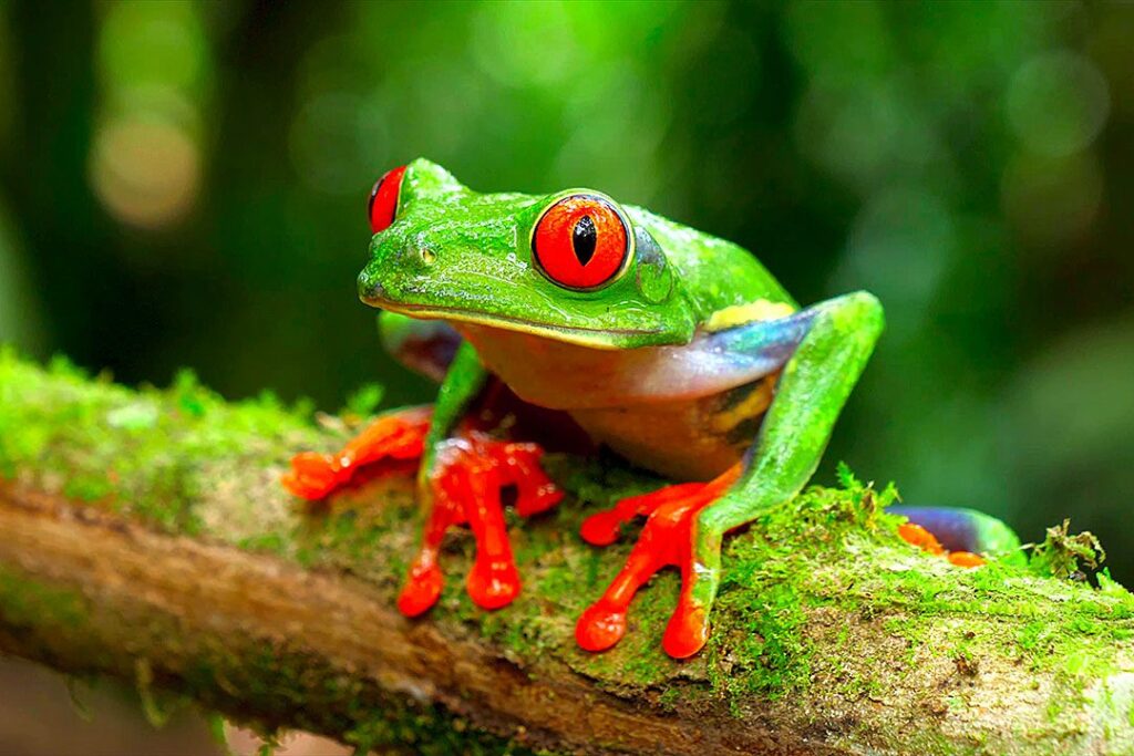 grenouille-costa-rica-tierra-madre-energies-services-france-haute-savoie
