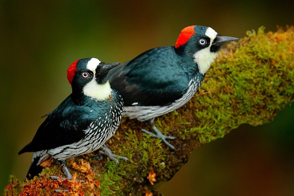 manakins-a-queue-de-lance-costa-rica-tierra-madre-energies-services-france-haute-savoie
