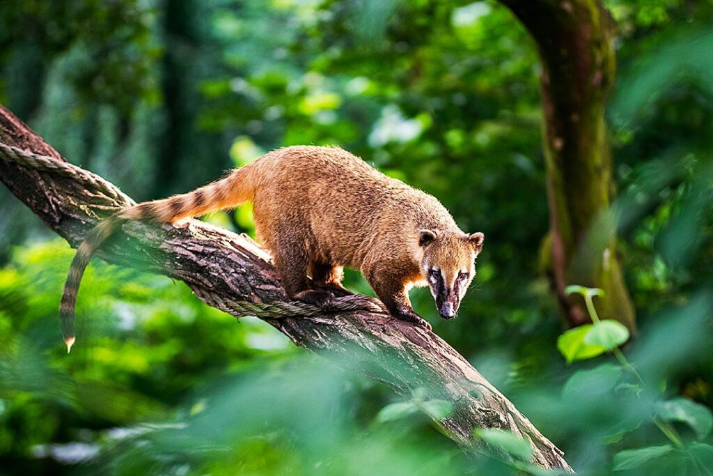 opossum-costa-rica-tierra-madre-energies-services-france-haute-savoie