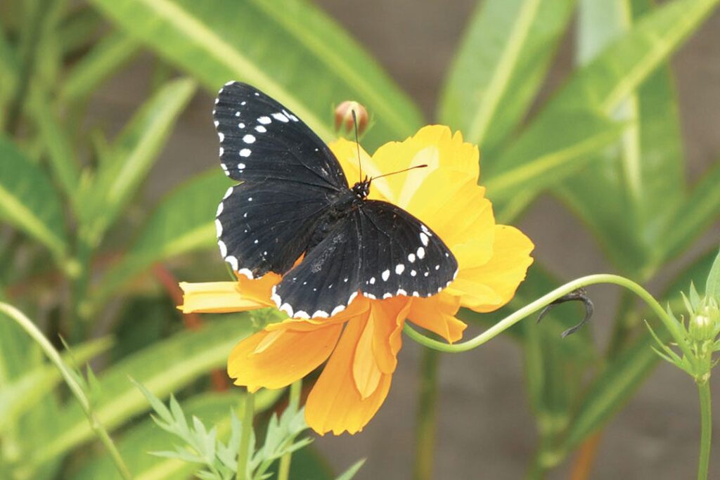 papillon-costa-rica-tierra-madre-energies-services-france-haute-savoie