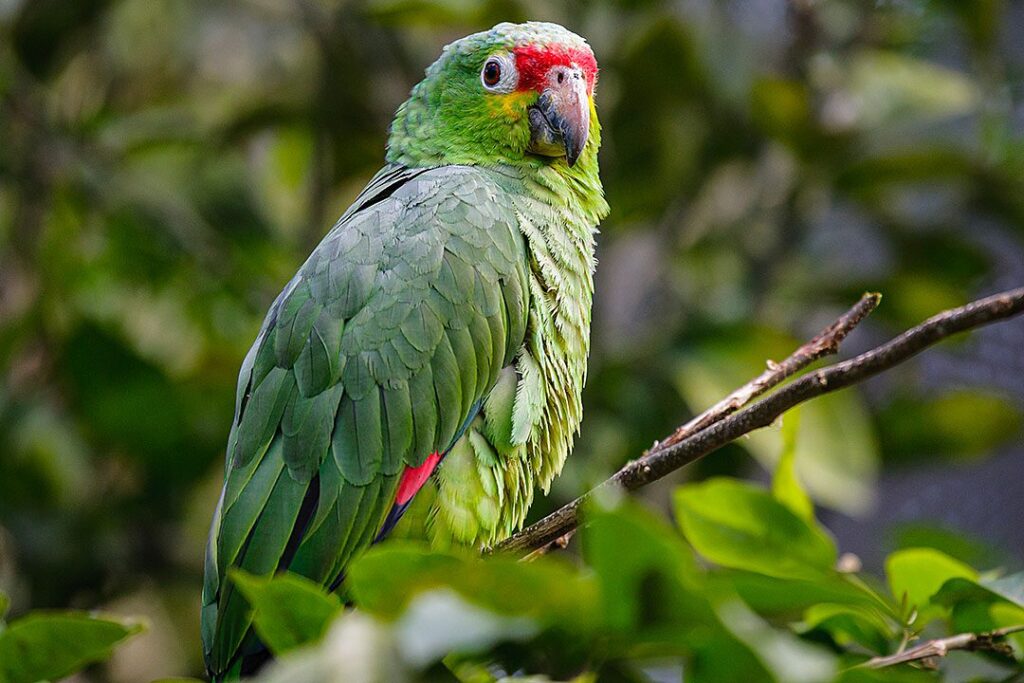 perroquet-costa-rica-tierra-madre-energies-services-france-haute-savoie