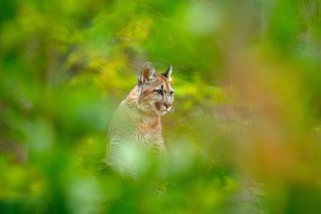 puma-costa-rica-tierra-madre-energies-services-france-haute-savoie