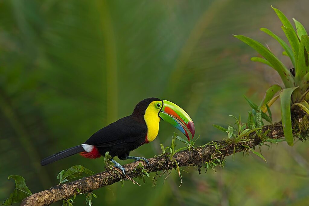 toucan-a-bec-carene-costa-rica-tierra-madre-energies-services-france-haute-savoie