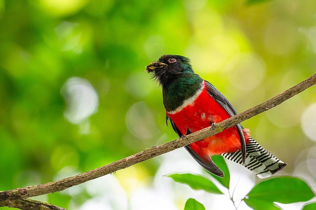 trogon-costa-rica-tierra-madre-energies-services-france-haute-savoie